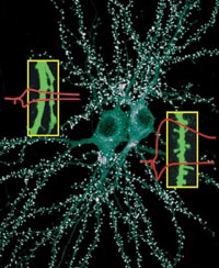 Sheng scientific image