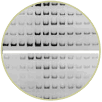 Bell Lab Image