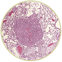 Jacks Lab image