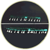 Horvitz Lab image