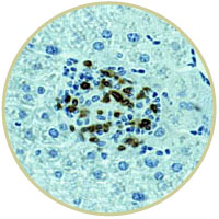 Young Lab image