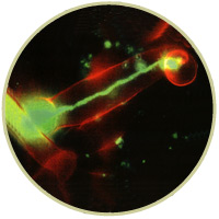 Walker lab image