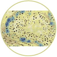 Page Lab image