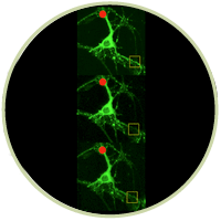 Constantine-Paton Lab Image (Akira Yoshii)