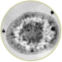 FHA domain structure