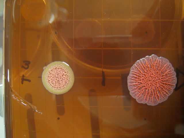 Wild type and mutant PA