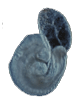 Mouse Embryo