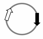Plasmid