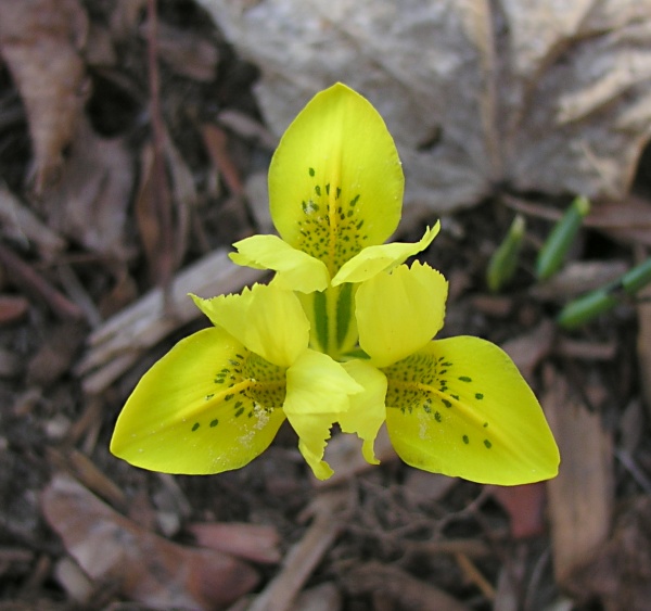 iris yellow