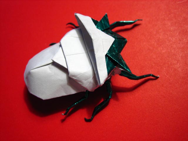Samurai Helmet Beetle