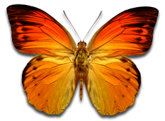 butterfly