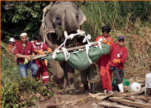Elephant helping in the recovery efforts
