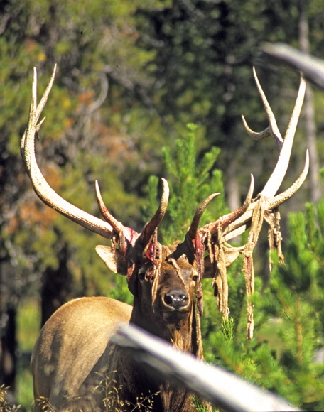 elk_gibbon_meadow