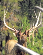 elk_gibbon_meadow