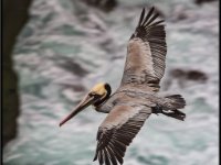 Large Birds10