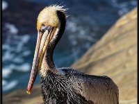 Large Birds13