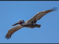 Large Birds14