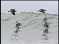 Large Birds15