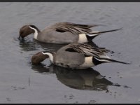 Large Birds4