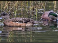 Large Birds6
