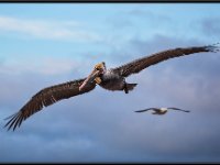 Large Birds7