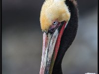 Large Birds8