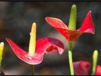Nature1
