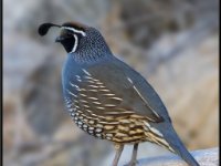 Small Birds11
