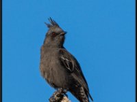 Small Birds12