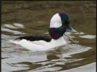 Small Birds14
