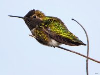 Small Birds19