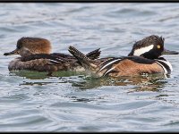 Small Birds20