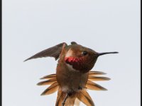 Small Birds4