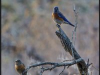 Small Birds7