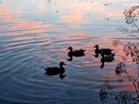 panel7 9-enhanced 1600x1200 U 100 Original ratio gainMap