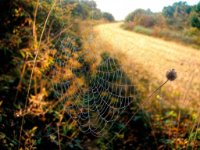 panel6 6-enhanced 2133x1600 U 100 Original ratio gainMap