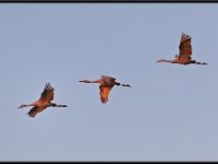 Cranes22