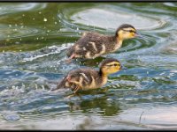 Ducks2-enhanced