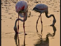 Flamingos12