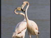 Flamingos15