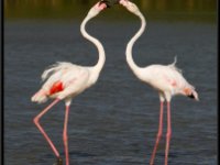 Flamingos16