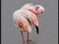 Flamingos17