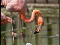 Flamingos19