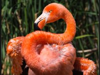 Flamingos20