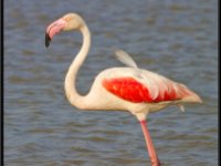 Flamingos21