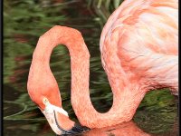Flamingos22