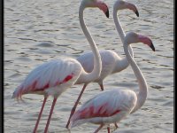 Flamingos3