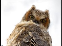 Owls32