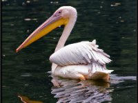 Pelicans2