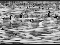 Water Birds44